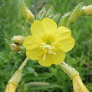 Evening primrose, common, yellow