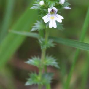 Eyebright, common
