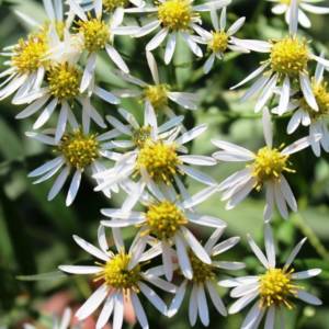 Aster, common white, flat topped, tall-