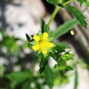 Avens large-leaved
