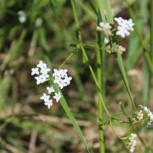 Bedstraw three-petalled