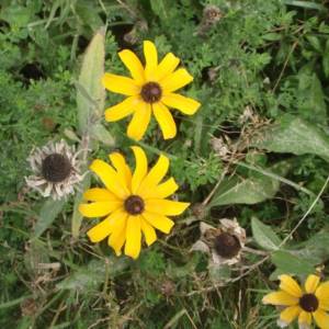 Black-eyed Susan