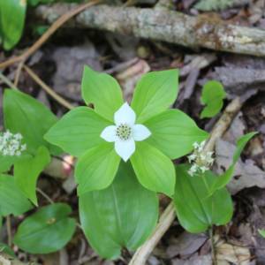 Bunchberry [creeping Dogwood]