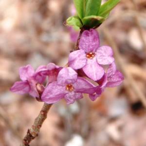 Daphne, February