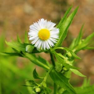Fleabane, rough
