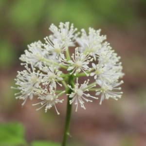 Foamflower