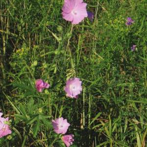 Geranium Bicknells