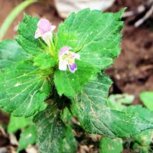Hemp nettle, bifid, split-lip