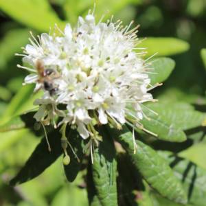 Labrador Tea, common