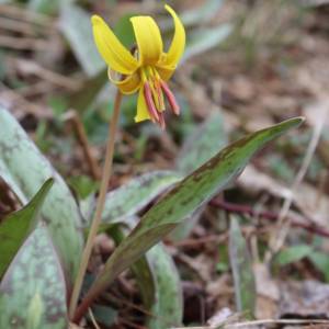 Lily, trout [American, dog-tooth violet]