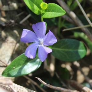 Periwinkle, lesser