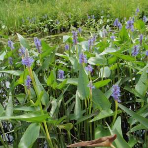 Pickerelweed