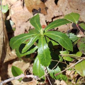 Pipsissewa, common