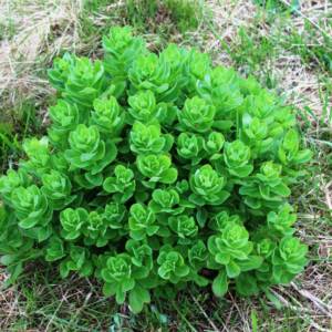 Sedum species unknown 2