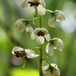 Shinleaf