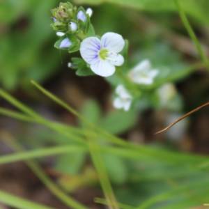 Speedwell, American