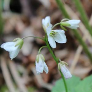 Toothwort, two-leaved