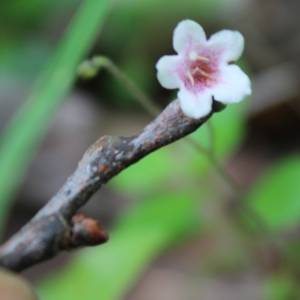 Twinflower