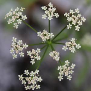 Water-Hemlock, bulbous