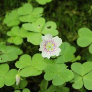 Wood-sorrel, mountain, white, upright [shamrock]