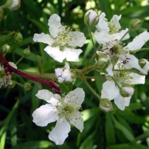 Blackberry species