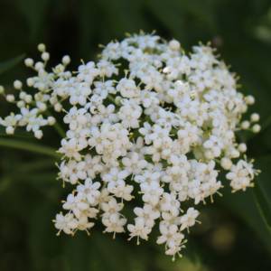 Elderberry, American black