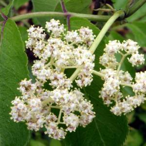 Elderberry, common red