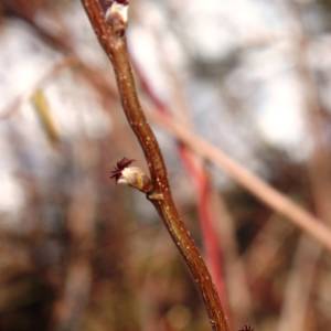 Hazelnut, beaked
