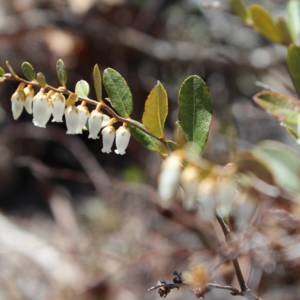 Leatherleaf