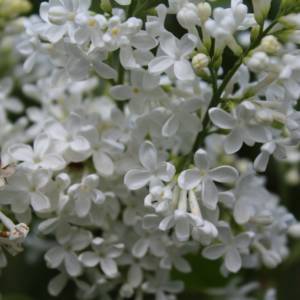 Lilac, common