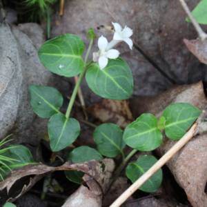Partridgeberry
