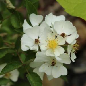Rose, multiflora
