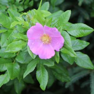 Rose, shining