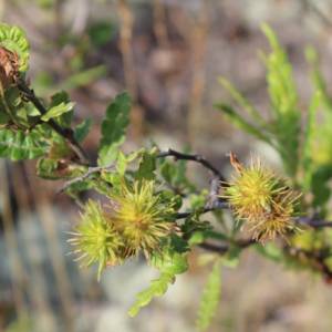 Sweet-Fern