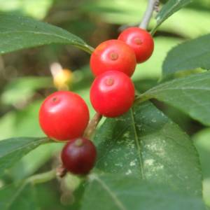 Winterberry, common