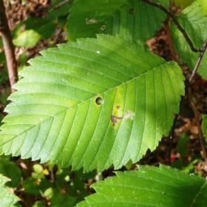 Basswood