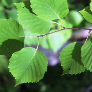 Birch, paper (white)