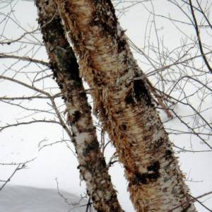 Trees