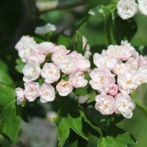 Hawthorn English, European