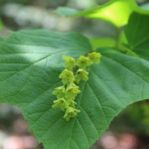 Maple, striped (Moosewood, moose)