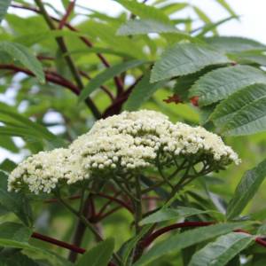 Mountain-Ash, American
