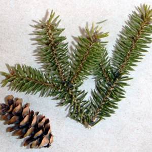 Spruce, red