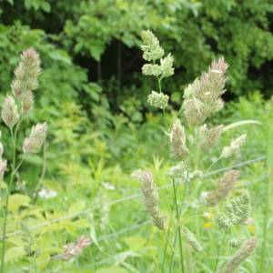 Agrostis gigantea
