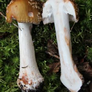 Amanita rubescens