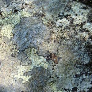 Aspicilia caeocinerea