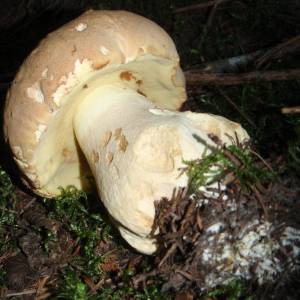 Boletus stramineum