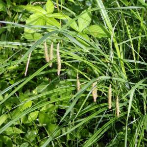 Carex crinita