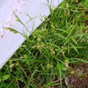 Carex magellanica