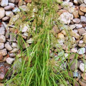 Carex stricta