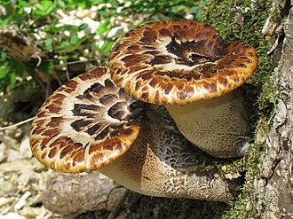 Cerioporus squamosus